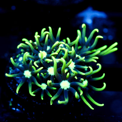JC Gsp