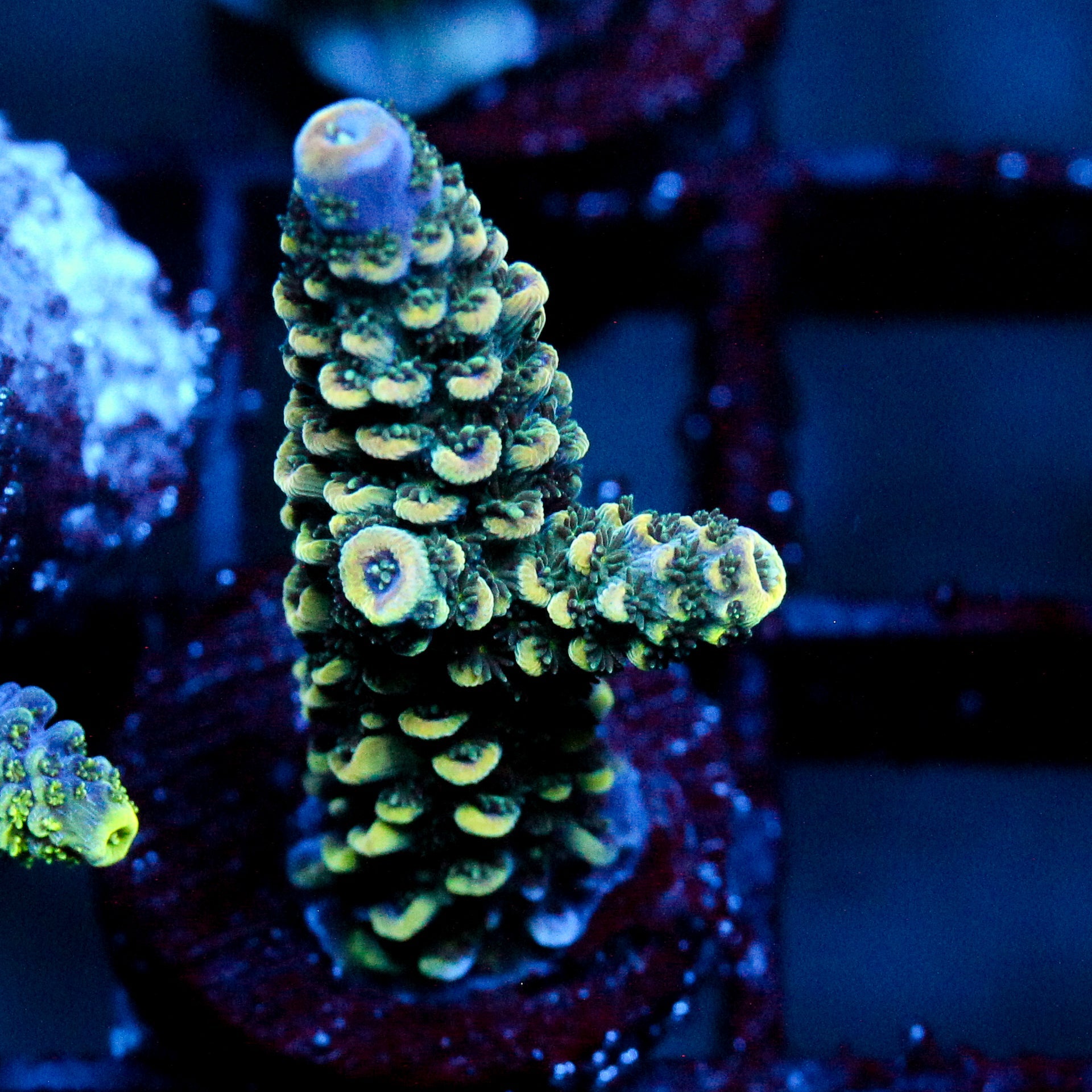 JC Golden Rod