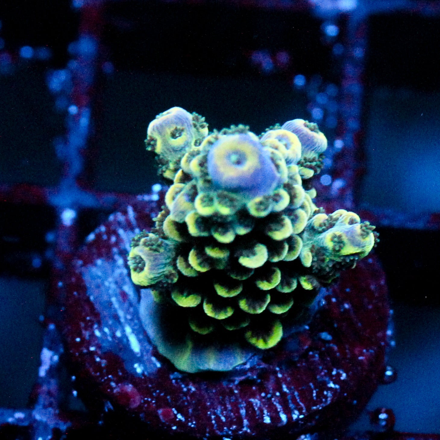 JC Suaguar Cactus
