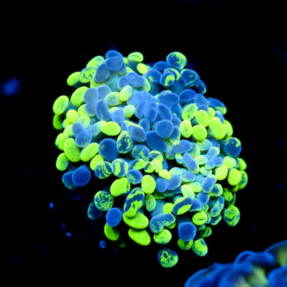 JC Ultra Splatter Hammer