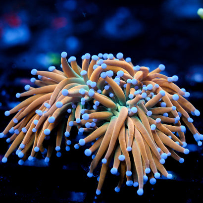 JC Xtreme Torch 3 Heads