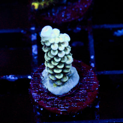 JC Ice Caps