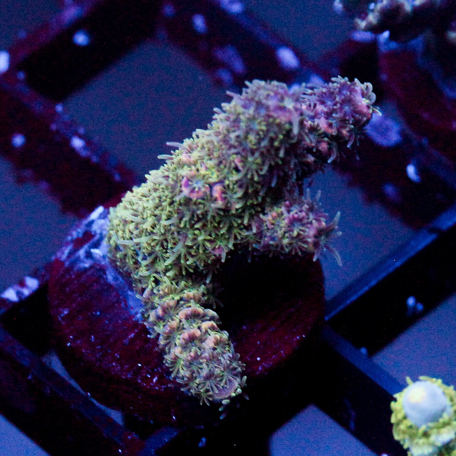 JC Royal Grass