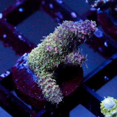 JC Royal Grass