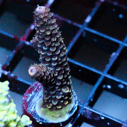 JC Purple Pillar