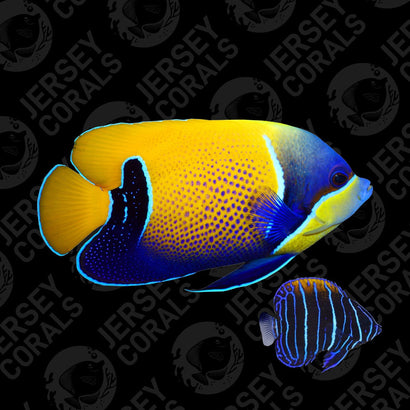 Bali Aquarich Majestic Angelfish