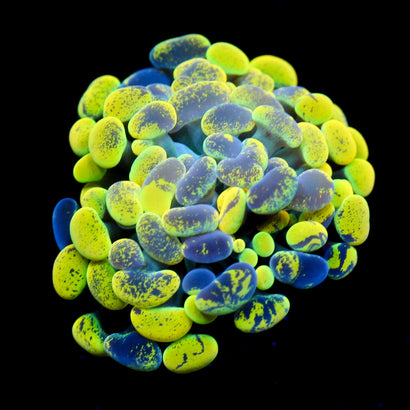 JC Yellow Splatter Hammer