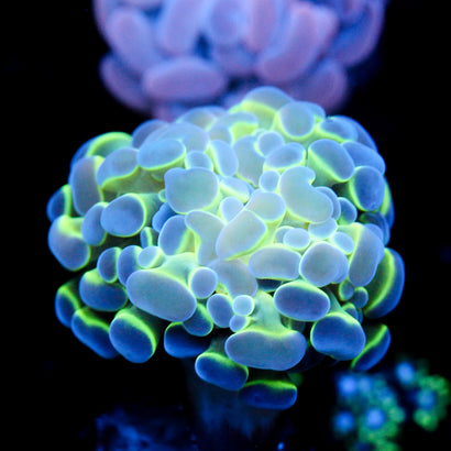 JC Blue Bubbles Hammer