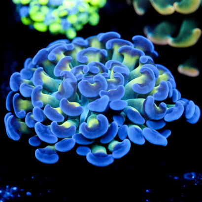 JC Bright One Hammer