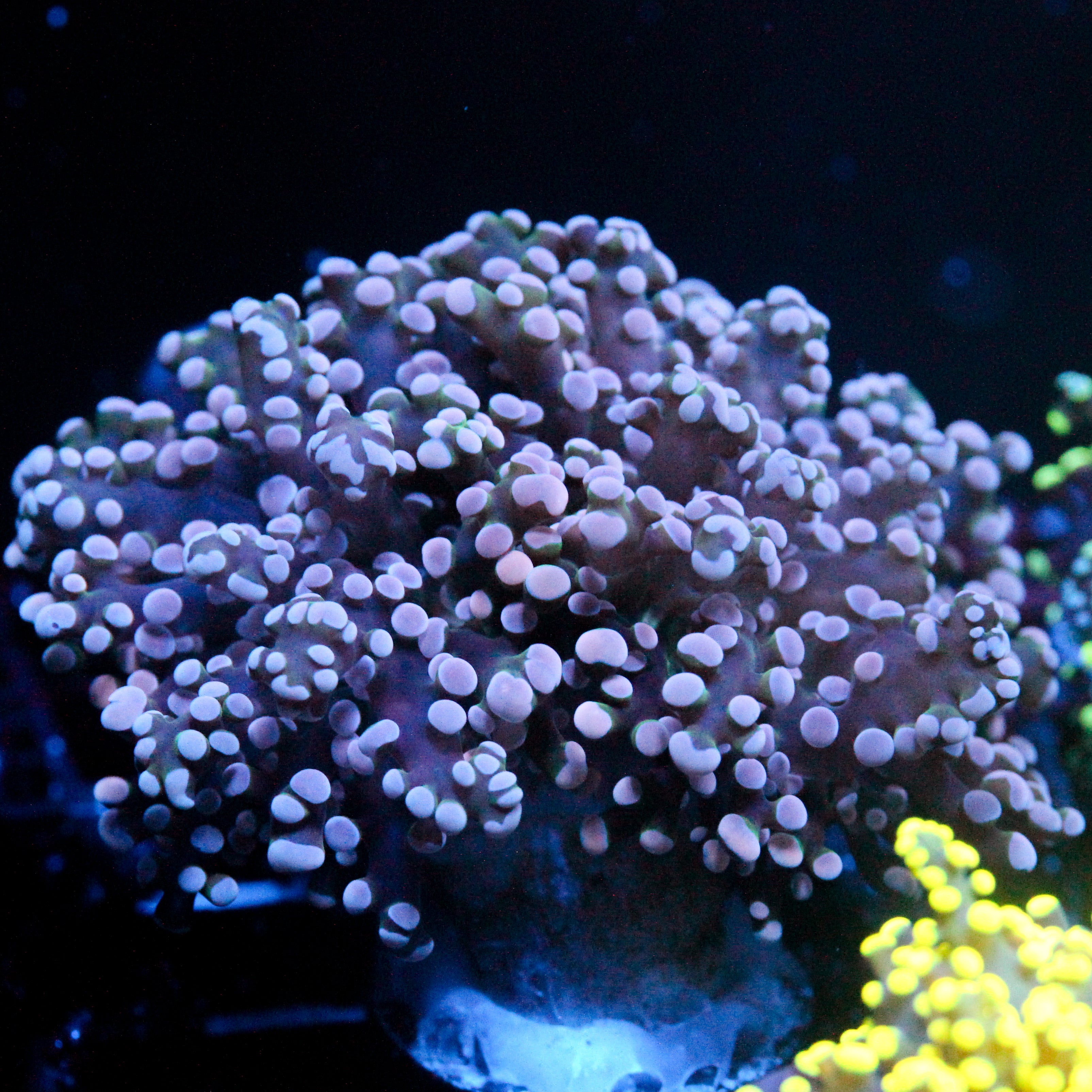 JC Pink Tip Octo Octo