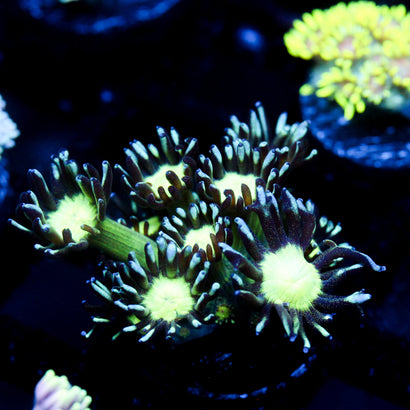 JC Cobalt Greed Goni