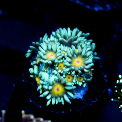 JC Sunflower Goni