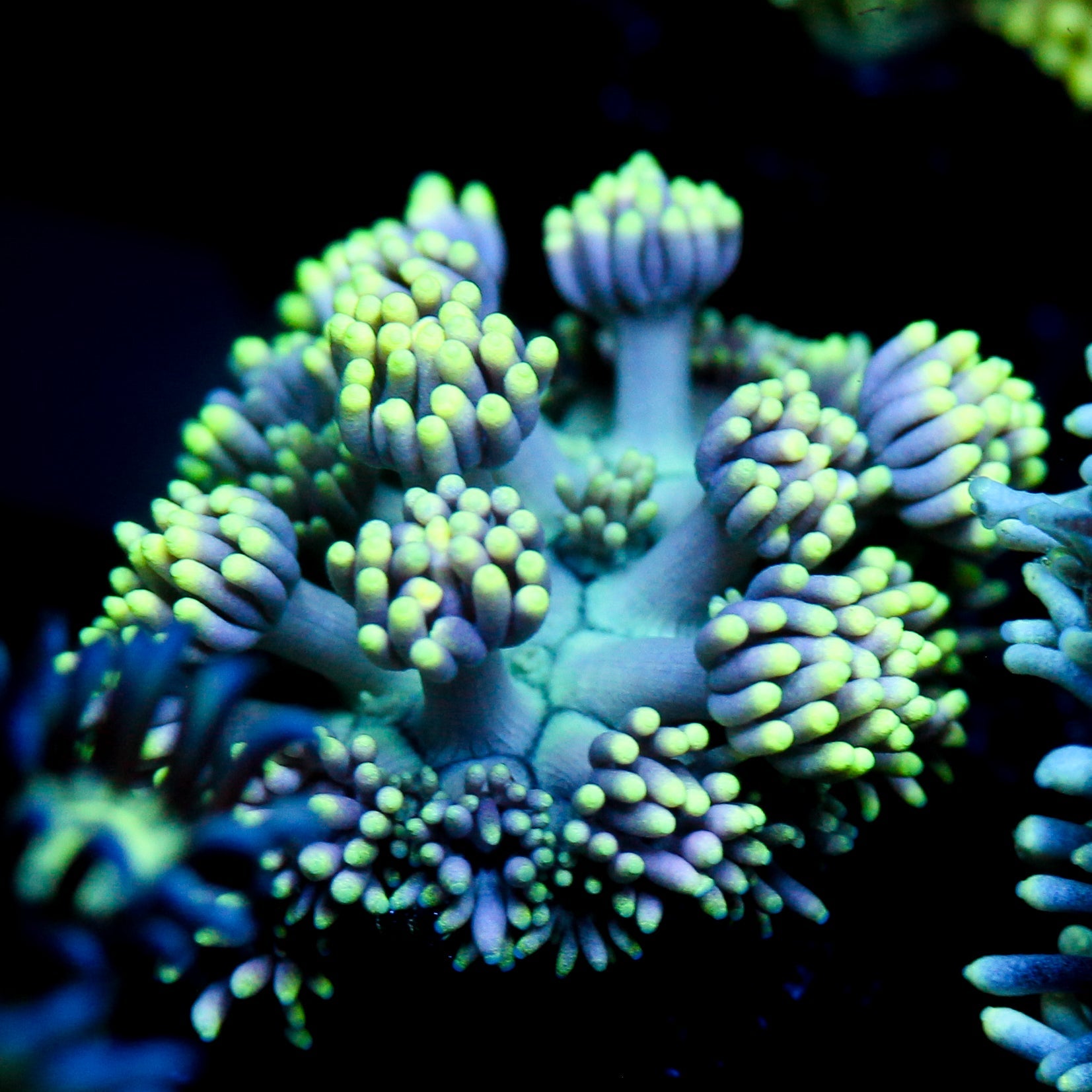 JC Neon Aura Goni