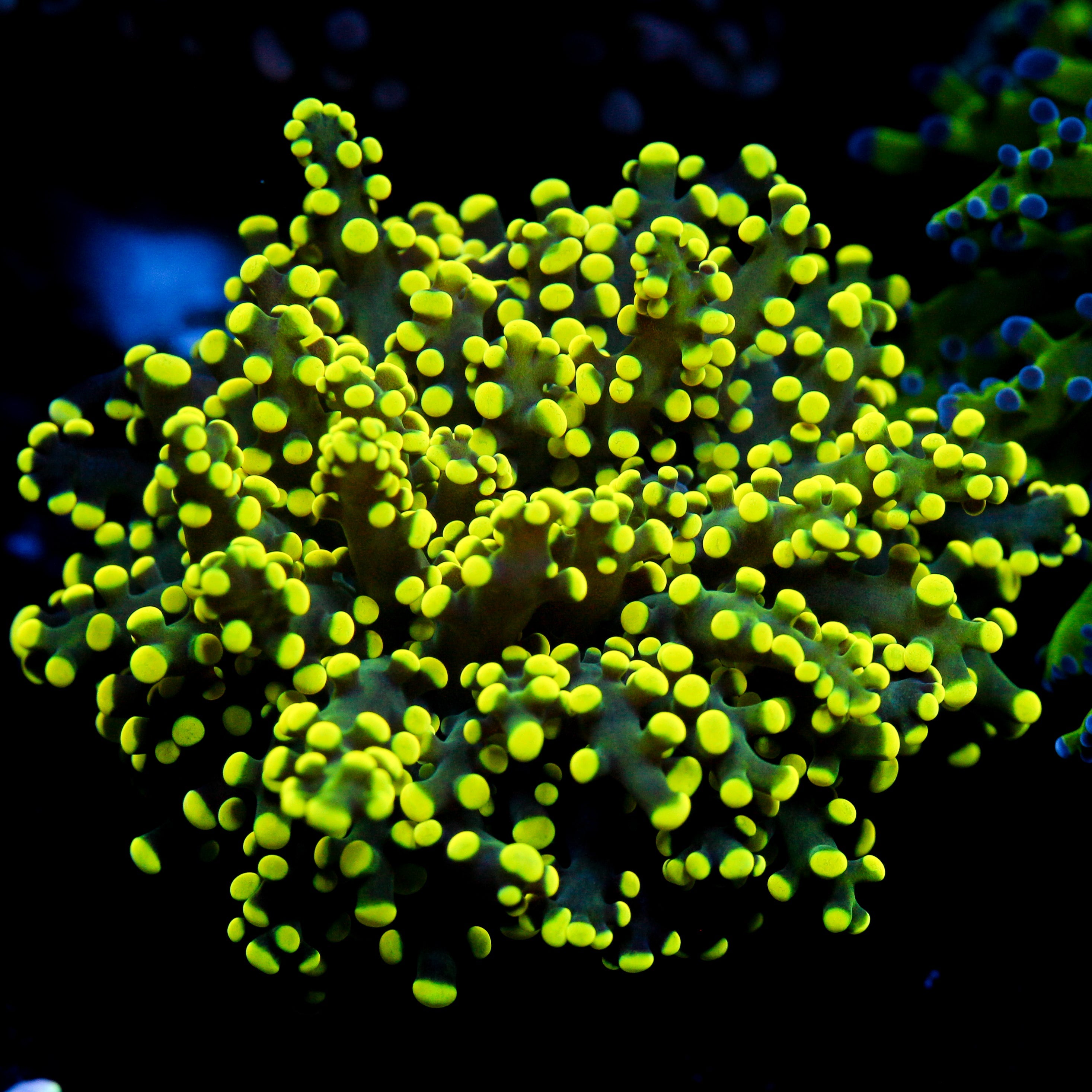 JC Neon Octo