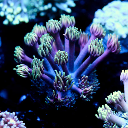 JC Ultra Witch Fingers Goni