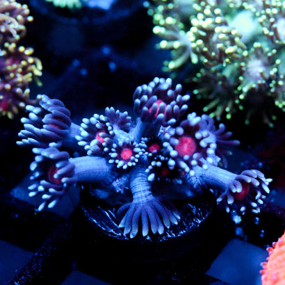 JC Vampiric Hypnosis Goni