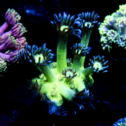 JC Peacock Goni