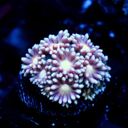 JC Blast From the Past Goni