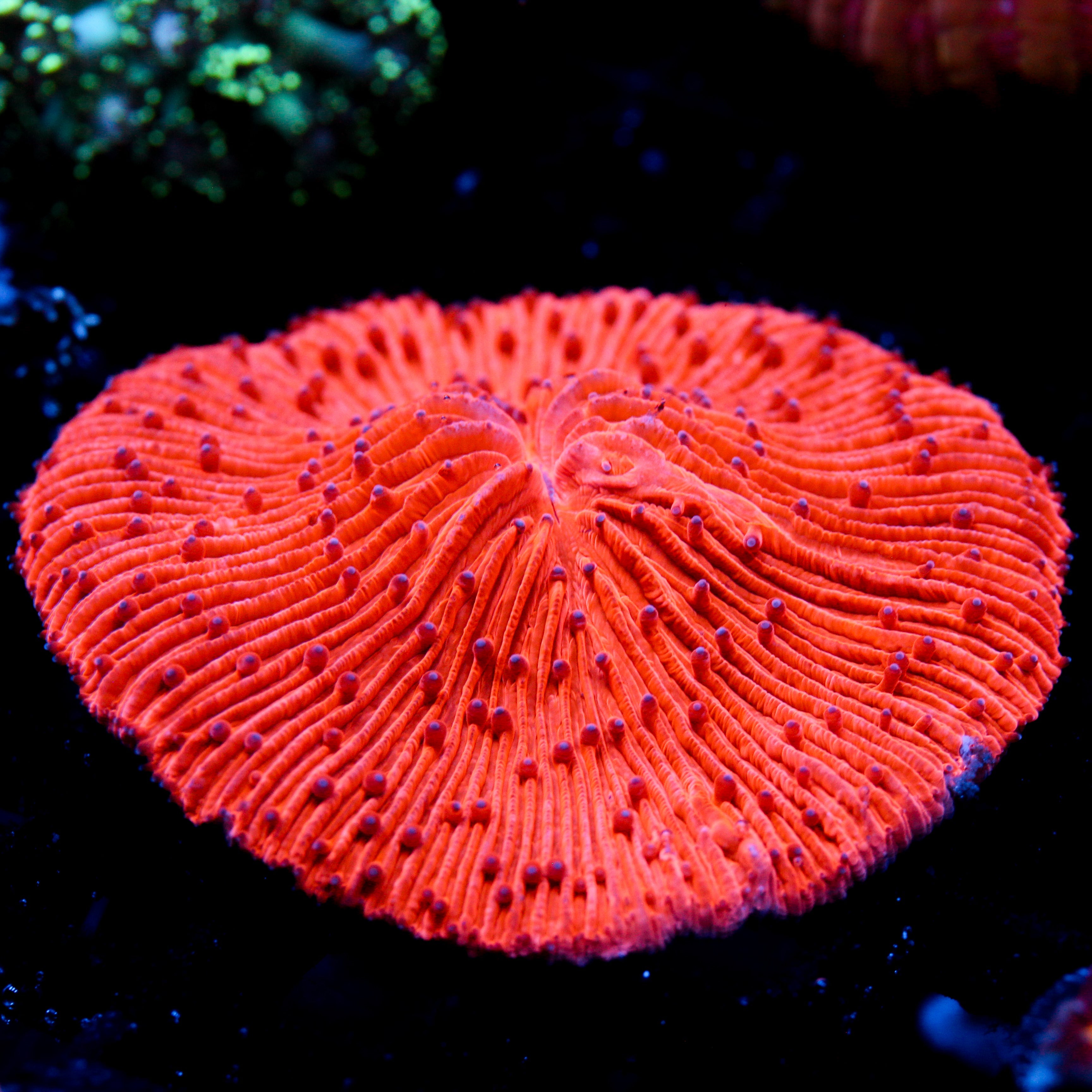 JC Highlighter Plate Coral