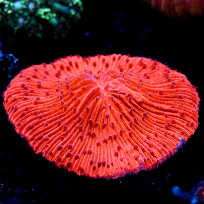 JC Highlighter Plate Coral
