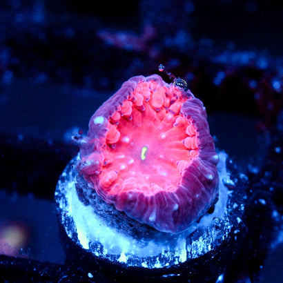 JC Hemoglobin Blasto
