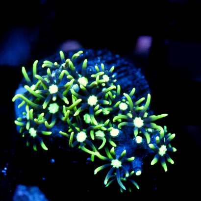 JC Star Polyp