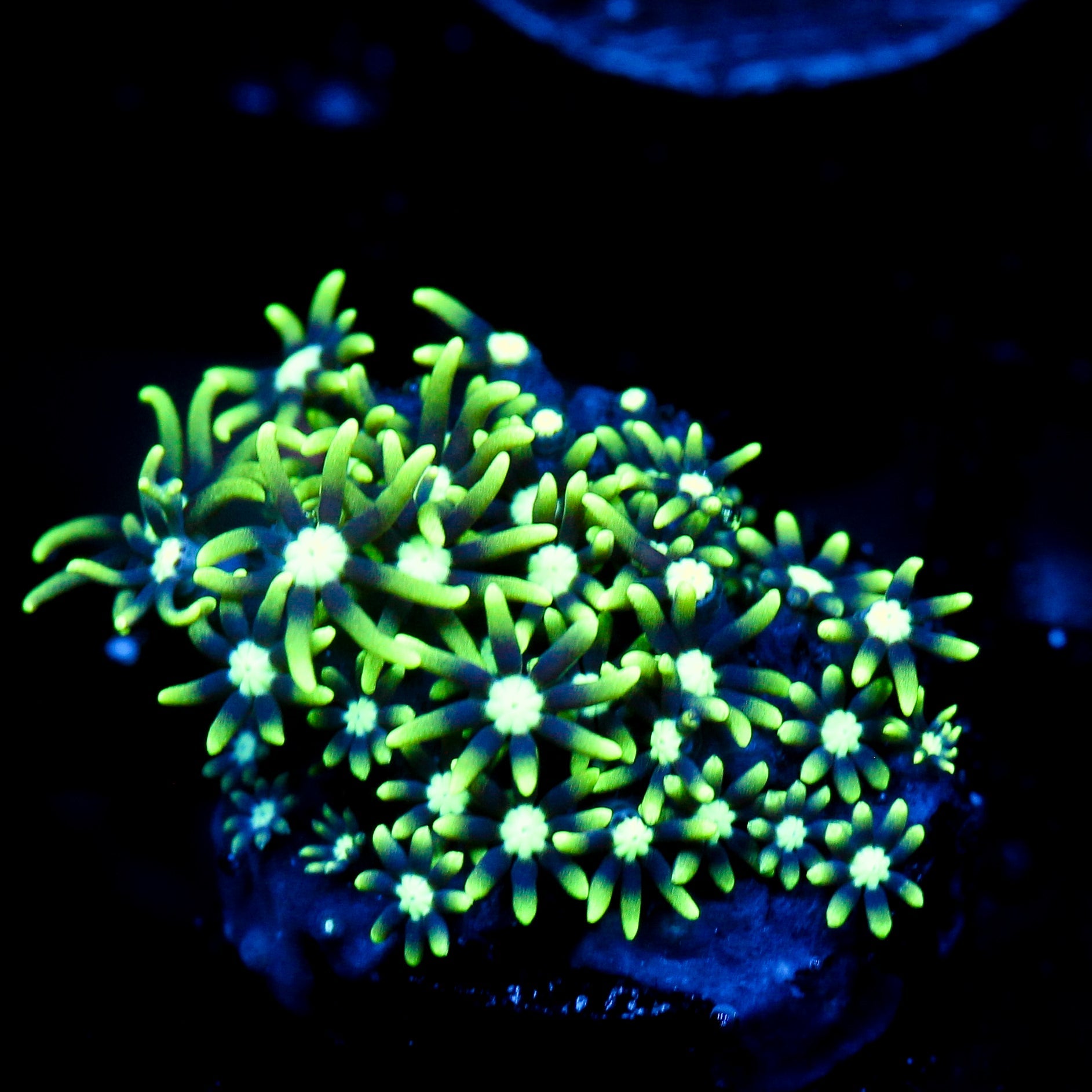 JC GSP