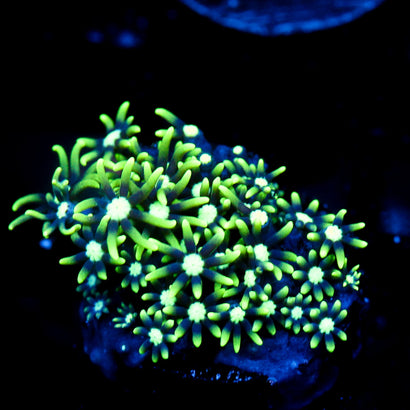 JC GSP