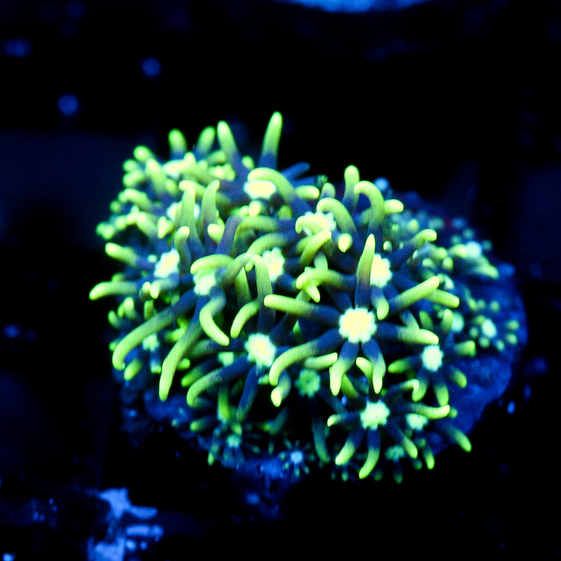 JC Star Polyp