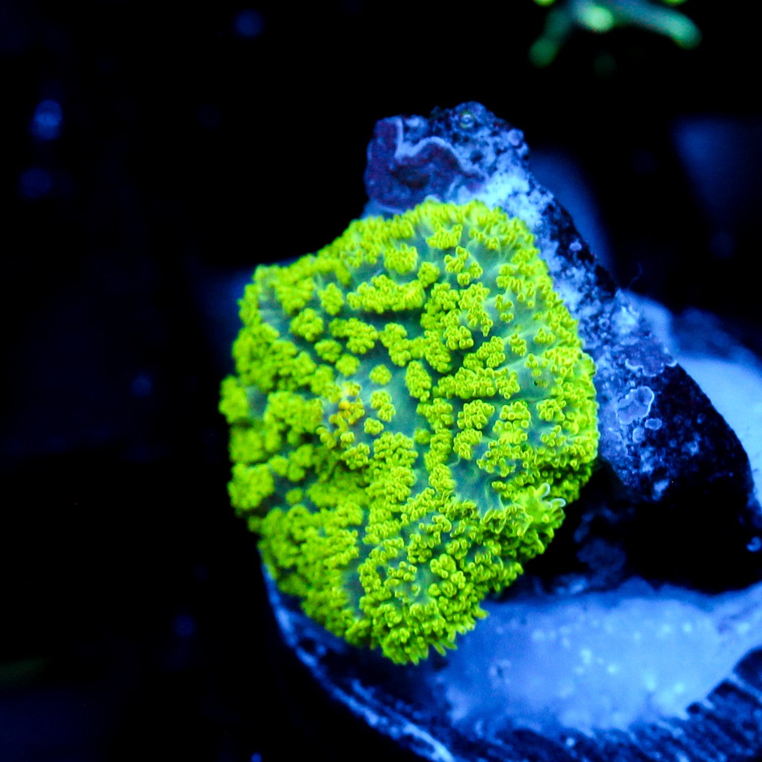 JC Neon Green Rhodactis Mushroom