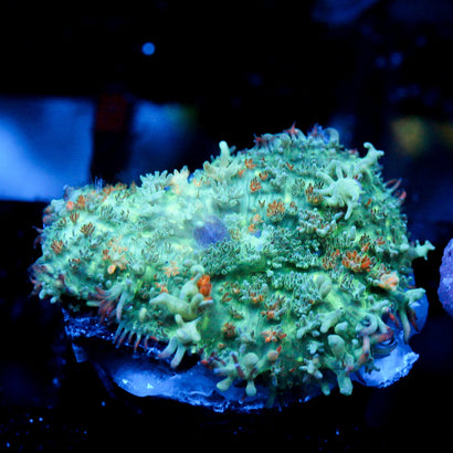 JC Bouncy Flames Rhodactis