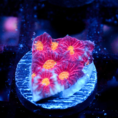 JC Red Slime Favia