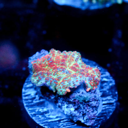 JC Head Rush Rhodactis