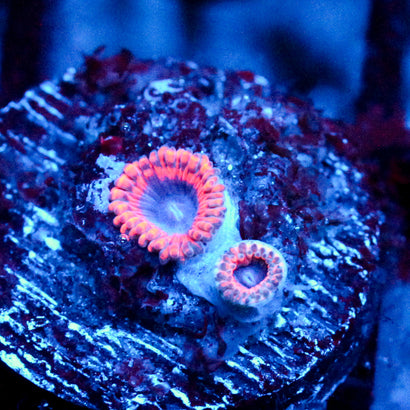JC Typhloshion Zoanthid