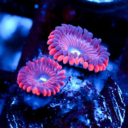 JC Red People Eater Zoanthid