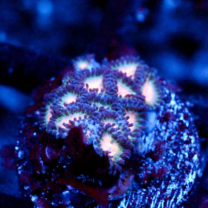 JC Peach Bellini Zoanthid