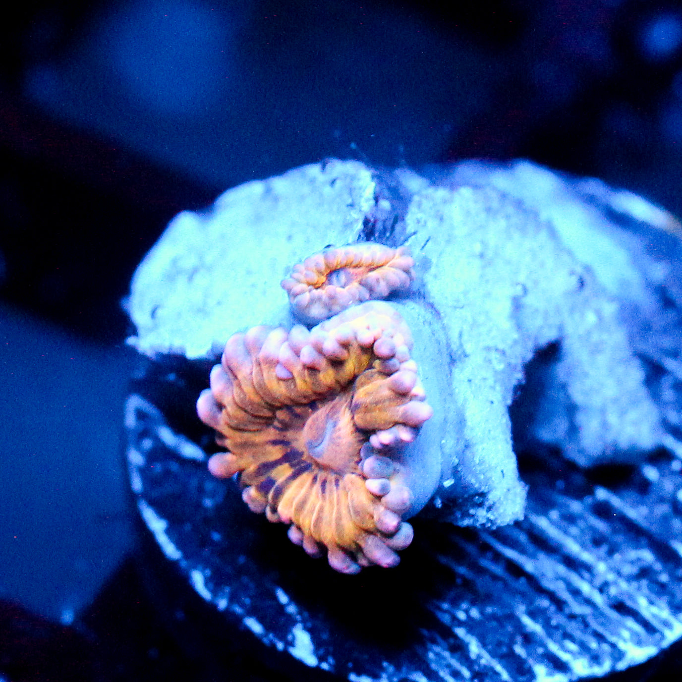 JC Golden Glade Zoanthid