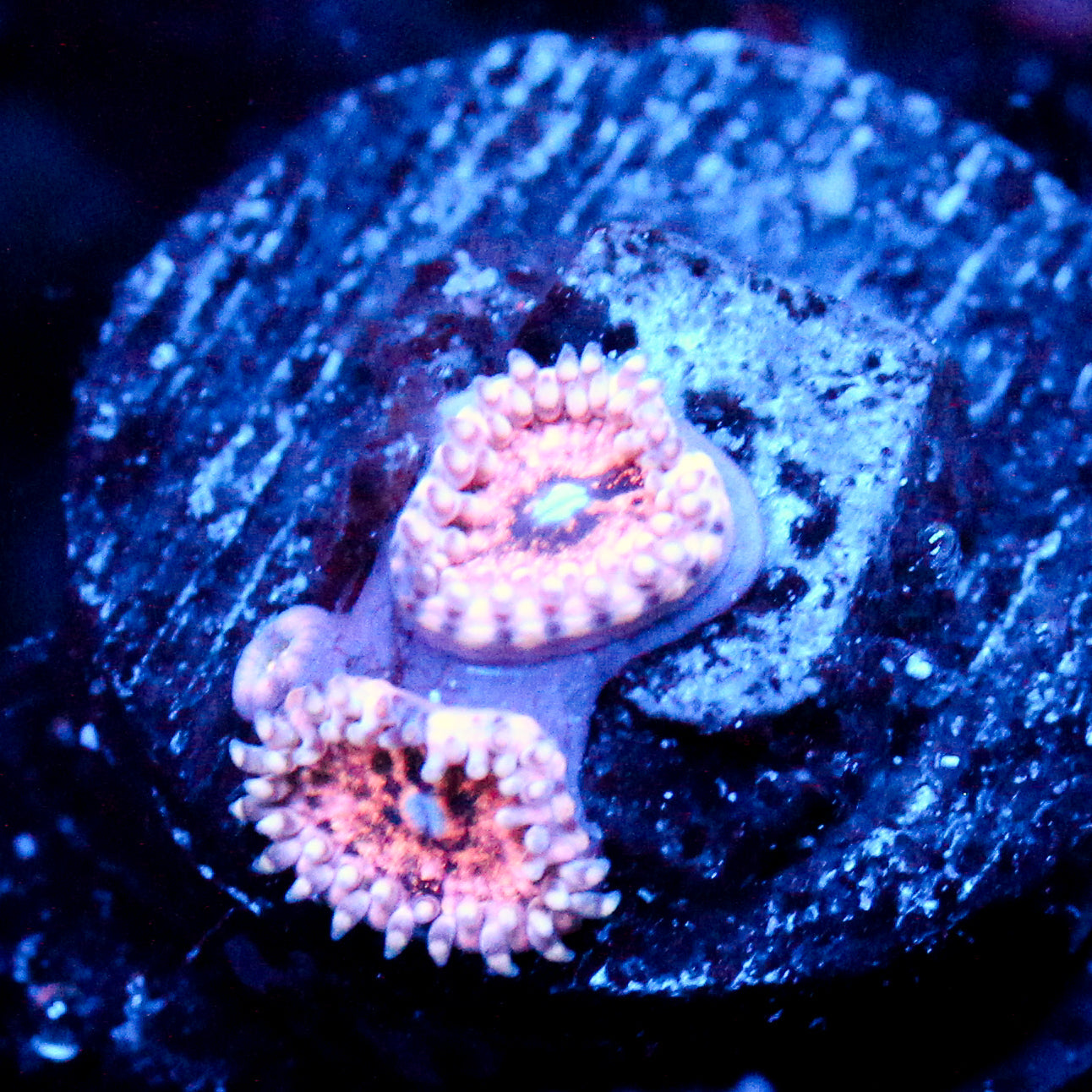 JC Neptunes Bounty Zoanthid