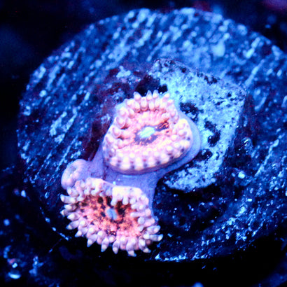 JC Neptunes Bounty Zoanthid