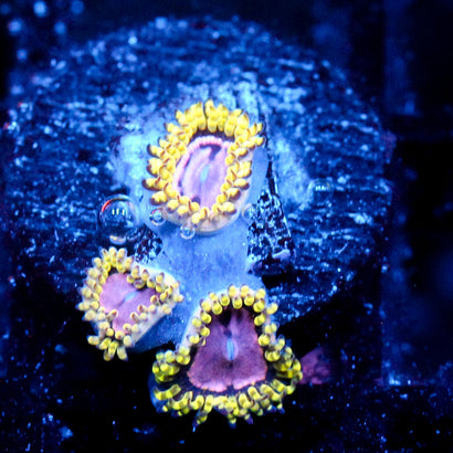 JC Purple Monster Zoanthid