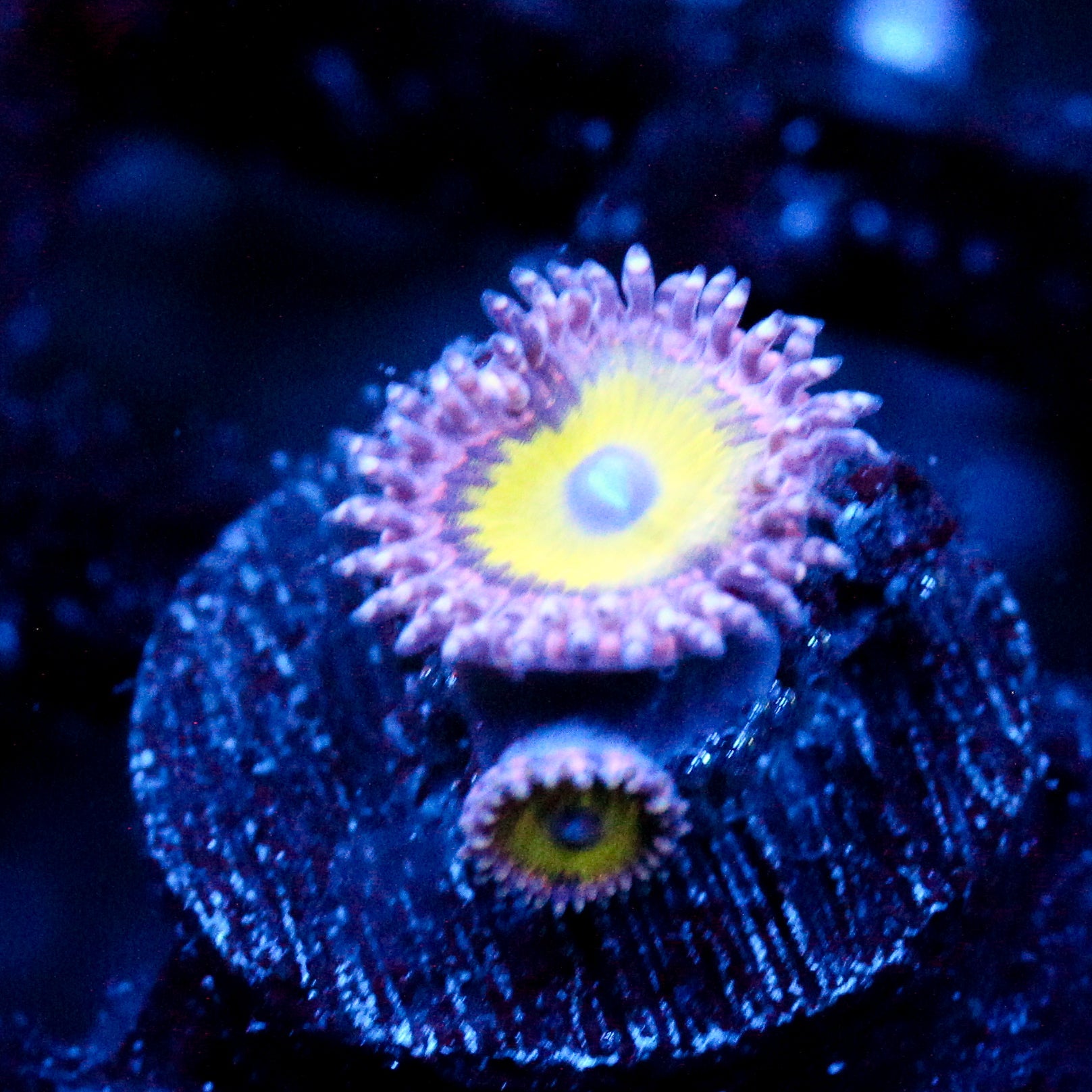 JC Flower Fall Zoanthid