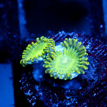 JC Lady Liberty Zoanthid