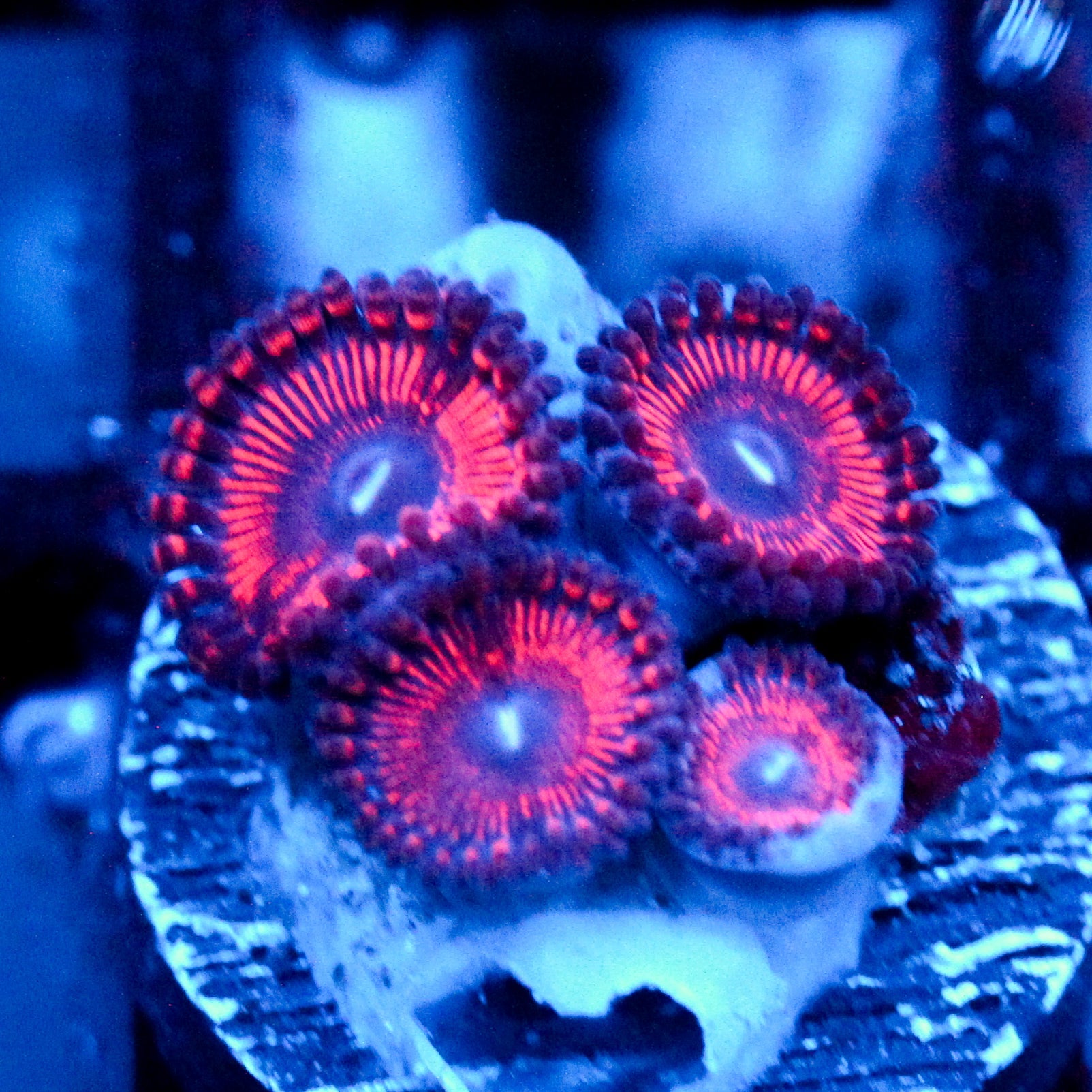 JC Sith Zoanthid