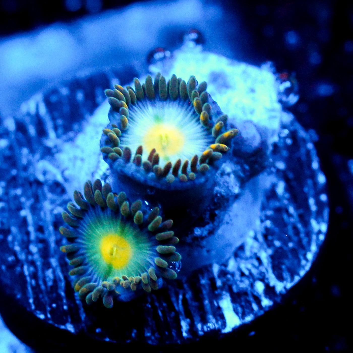 JC Enceladus Zoanthid