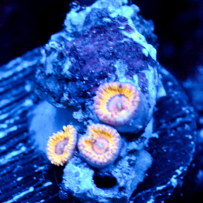 JC Sunny Disposition Zoanthid