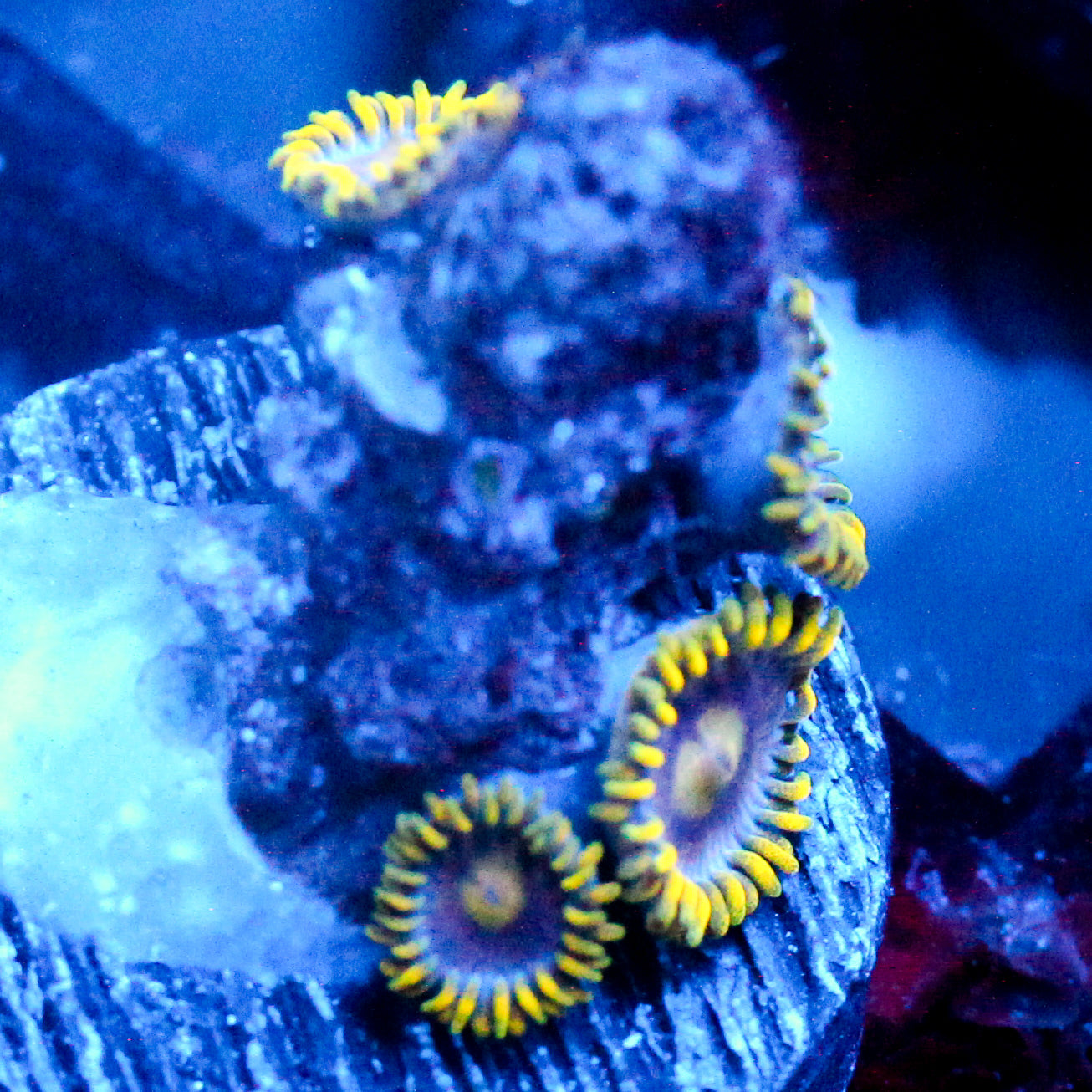 JC Gold Burst Zoanthid