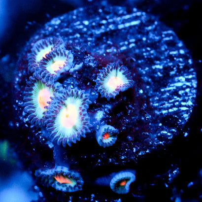 JC Blue Fever Zoanthid
