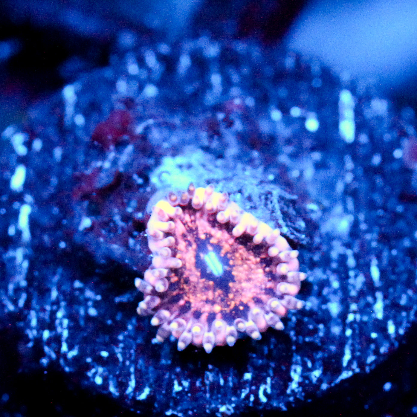 JC Neptunes Bounty Zoanthid