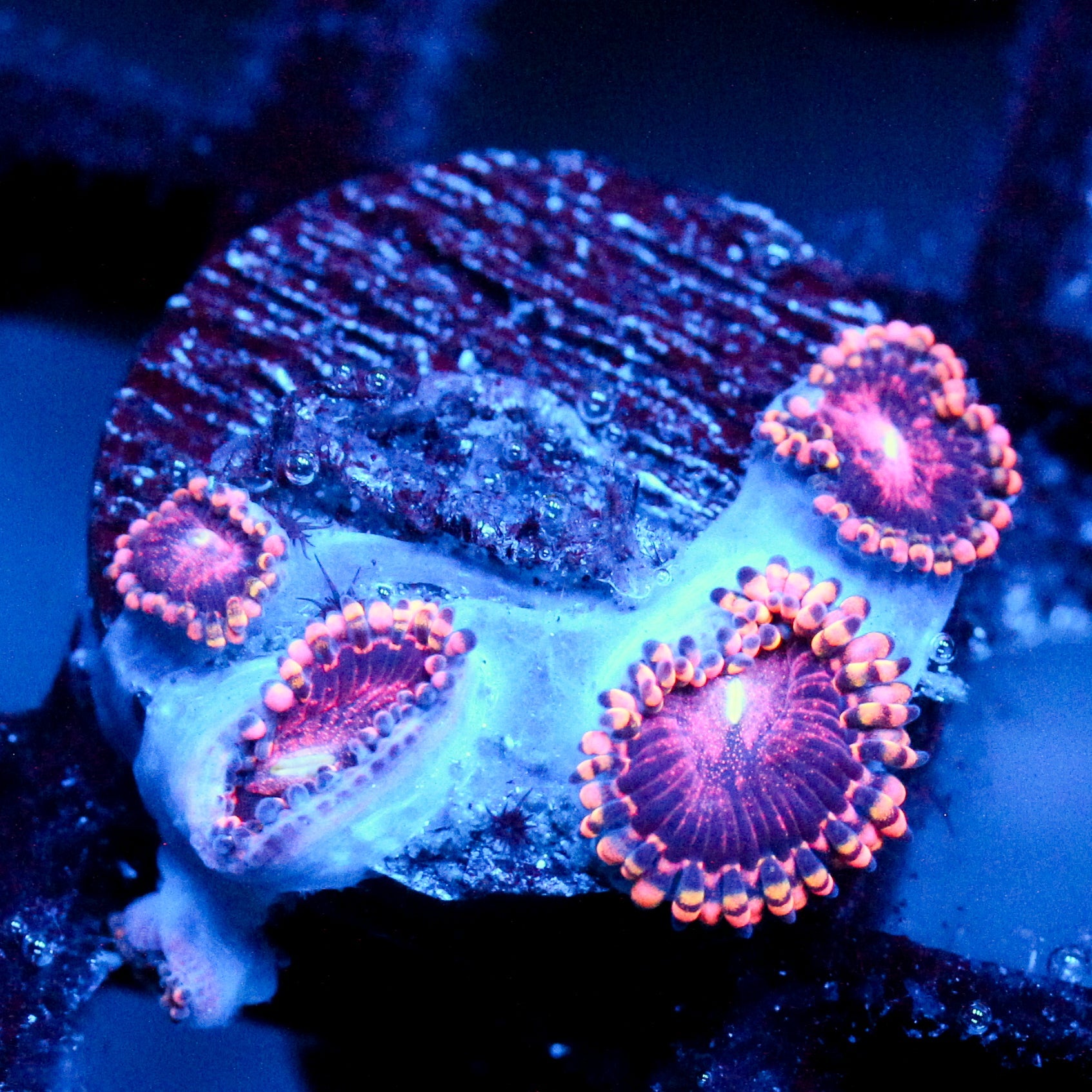 JC Purple Empress Zoanthid