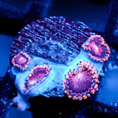 JC Purple Empress Zoanthid
